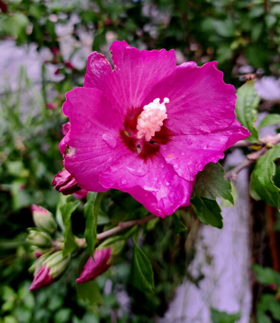 Hibiskus lila
